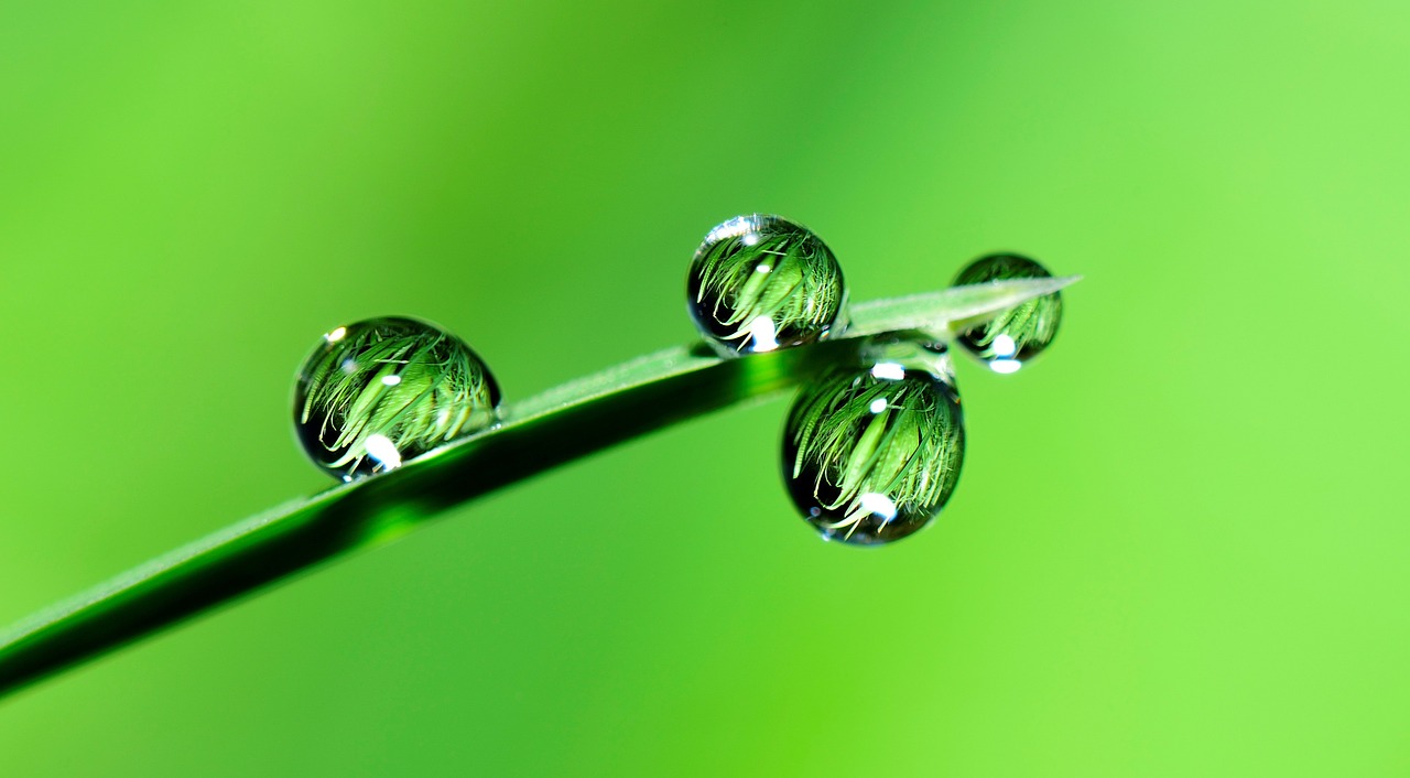 leaf, droplets, reflection-2986837.jpg